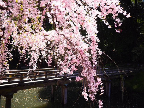 岡山市後楽園公園で春の桜が咲く ストック写真