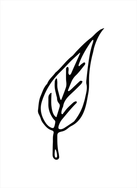Vektorové Ručně Kreslené Ilustrace Rostlinných Listů Stylu Doodle Prázdný Obrys — Stockový vektor