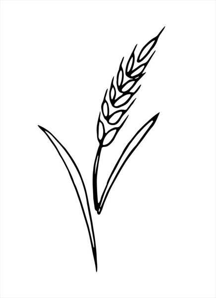 Beyaz Arkaplanda Izole Edilmiş Buğday Karalama Çubuğu — Stok Vektör