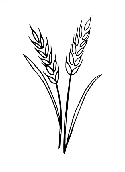 白い背景に単離された小麦のベクトルドードルスパイク — ストックベクタ