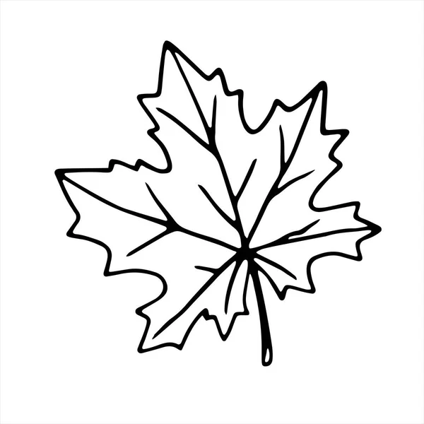 Hand Drawn Maple Leaf Outline Isolated White Background Vector Symbol — Stock Vector