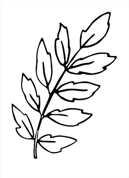 葉を持つローワン支店 フリーハンドの図面 ドアスタイルの自然要素 着色本 黒アウトライン 白地に描かれたベクトル手描きイラスト — ストックベクタ