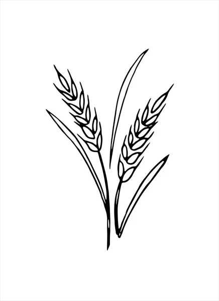 白い背景に単離された小麦のベクトルドードルスパイク — ストックベクタ