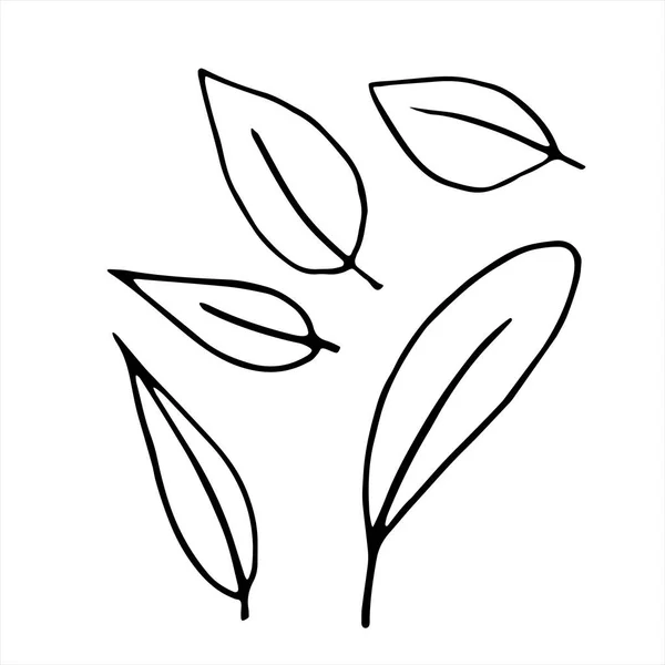 Illustration Vectorielle Dessinée Main Feuilles Plantes Dans Style Doodle Contour — Image vectorielle