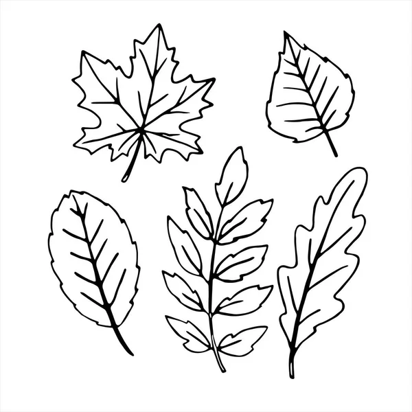 一组矢量黑色手绘轮廓的各种橡木 罗文和杨树叶 在白色背景下被隔离 — 图库矢量图片