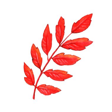 Yapraklı Rowan şubesi, serbest çizim, doğa unsuru. Suluboya elle çizilmiş sonbahar çizimi beyaz arkaplanda izole edilmiş.