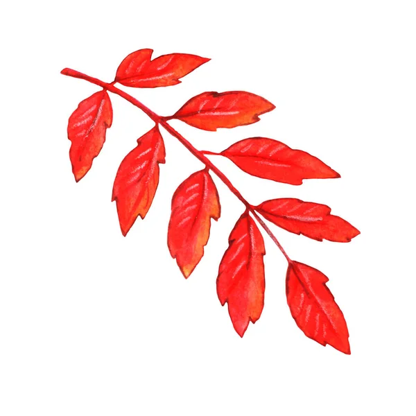Vogelbeerenzweig Mit Blättern Freihandzeichnung Naturelement Aquarell Handgezeichnete Herbstillustration Isoliert Auf — Stockfoto