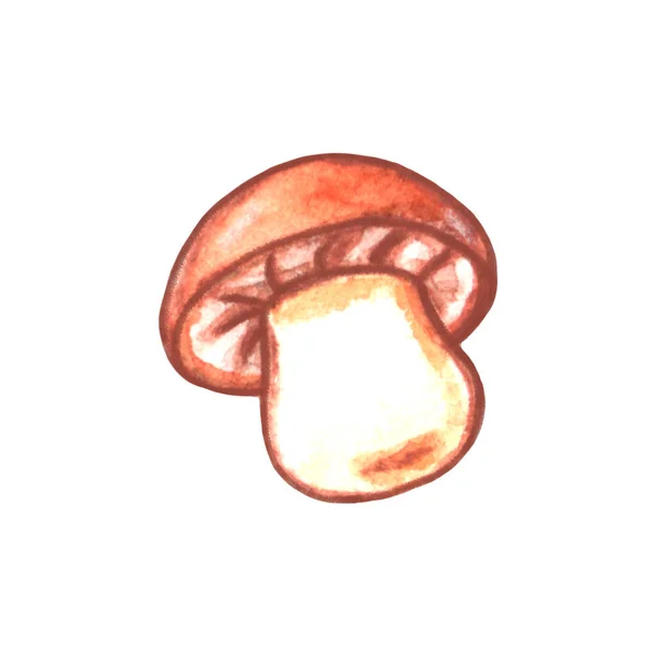Watercolor Mushroom Color Clip Art Isolated White Illustration Seasonal Design — Stock Photo, Image