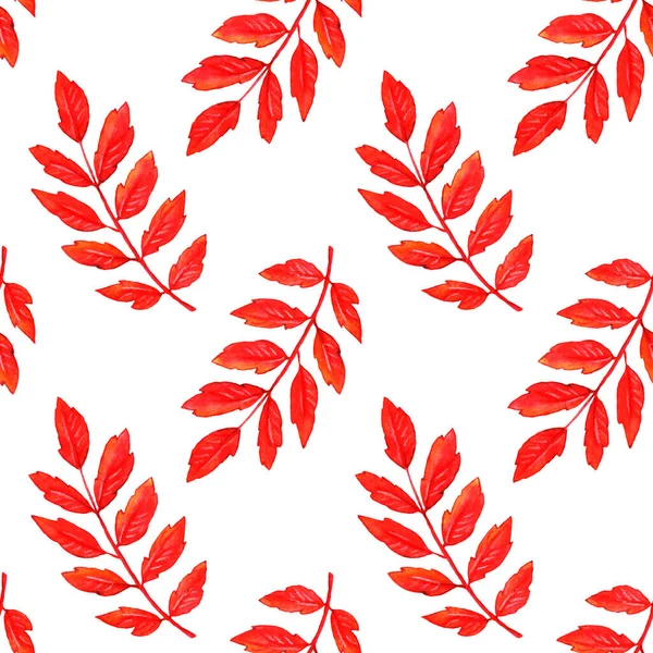 Suluboya sonbahar rowan 'ı kusursuz bir iz bırakır. Renkli sonbahar arkaplanı ve dokusu,