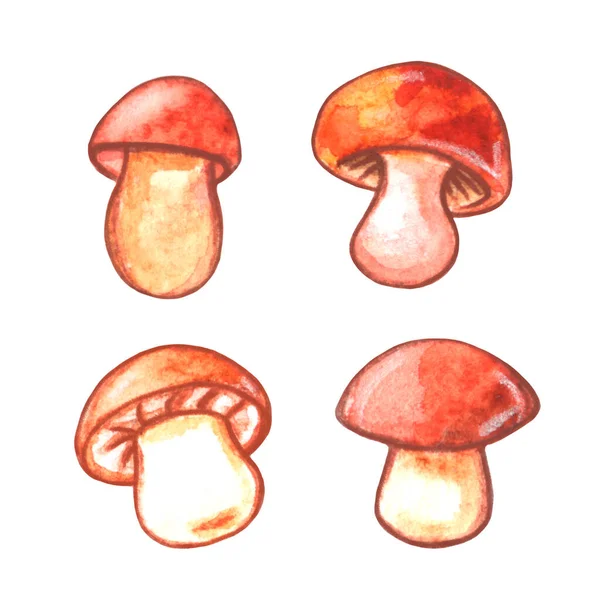 Set Watercolor Mushrooms Natural Design Elements Illustration Seasonal Design Autumn — Stock Photo, Image