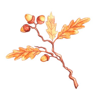 Doğal tasarım elementi, meşe palamudu ve yapraklı suluboya meşe dalı. Sonbahar orman dekorasyonu. Mutlu düşüşler.