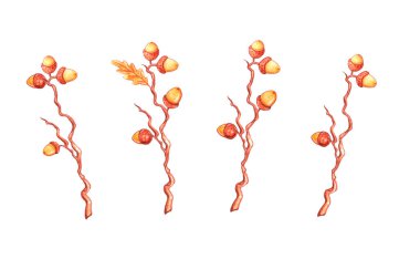 Doğal tasarım elementleri - meşe palamutlu suluboya meşe dalları. Sonbahar orman dekorasyonu. Mutlu düşüşler.