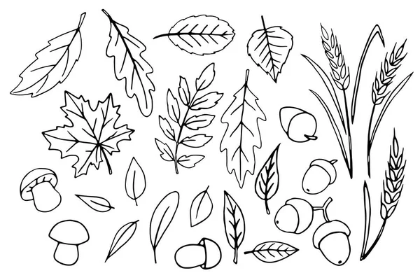 ベクトルブラックのセット様々な葉 キノコ アコーン 白い背景に隔離された落書きスタイルで小麦の耳の輪郭を描いた手 テーマは森 幸せの秋 感謝祭 — ストックベクタ