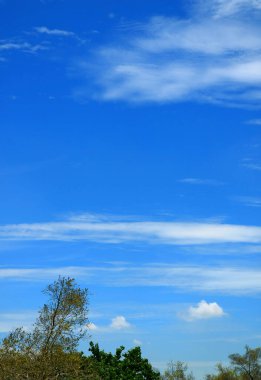 Yeşil Yaprakların Üzerinde Beyaz Bulutlu Mavi Gökyüzünün Dikey ResmiName