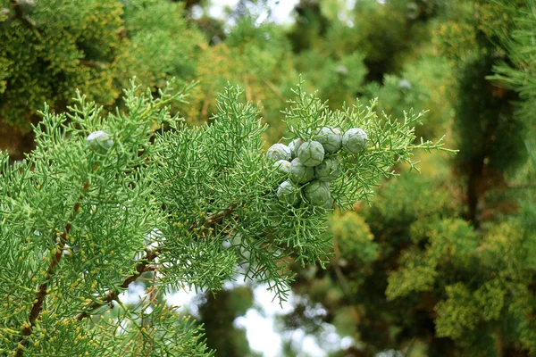 Gros Plan Une Grappe Cônes Verts Pin Bébé Sur Pin — Photo