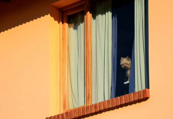 Een Schattige Bruin Puppy Verblijft Het Huis Kijken Naar Beneden Rechtenvrije Stockfoto's