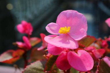 Güneş Işığında Yakın plan Pembe Çiçek