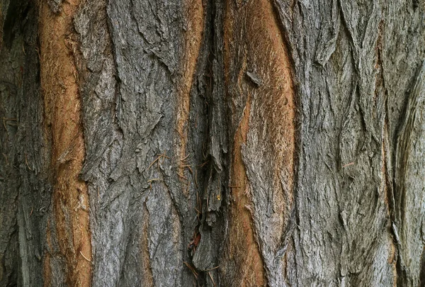 Textura Corteza Árbol Áspera Marrón Oscuro Para Fondo Bandera — Foto de Stock