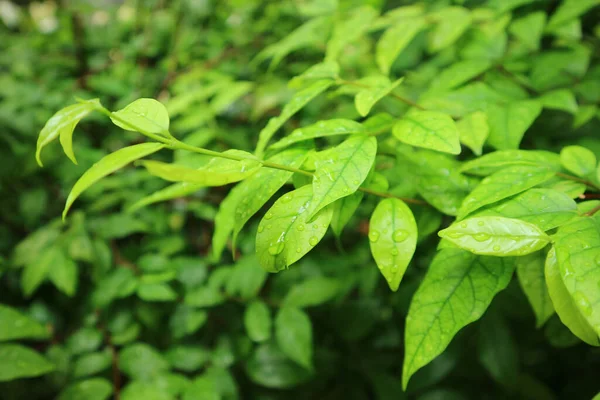 Gros Plan Feuilles Vert Vif Avec Des Gouttes Pluie — Photo