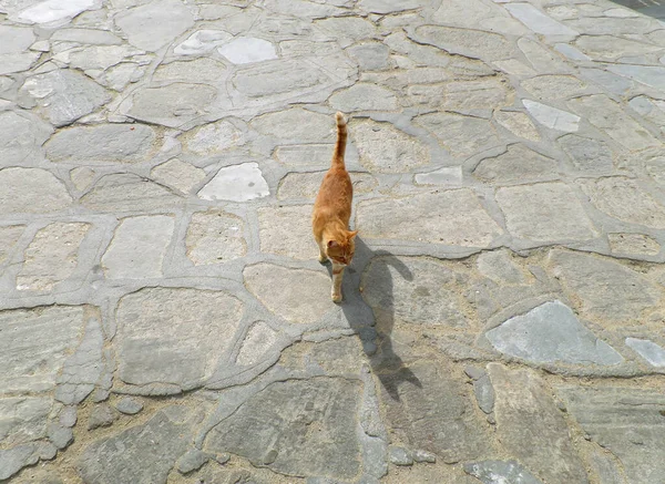 Little Cat Walking Sunlight Amazing Shadow Stone Pave Mykonos Island — Stock Photo, Image