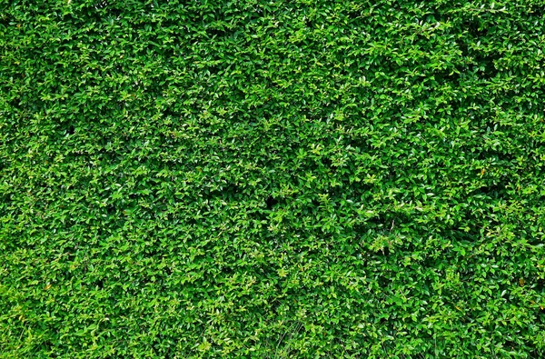 Die Gartenmauer Bedeckt Mit Leuchtend Grünen Tropischen Pflanzen Bangkok Thailand — Stockfoto