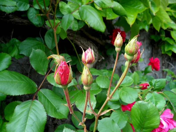 Ένα Μάτσο Ζωηρά Ροζ Μπουμπούκια Τριαντάφυλλου Ανάμεσα Πράσινα Φύλλα Βέλγιο — Φωτογραφία Αρχείου