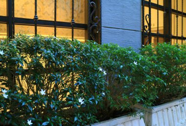 Dış duvarın yanında çiçek açan bitkiler