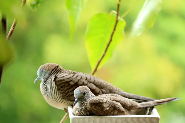 Anya Wild Zebra Dove Gyermeke Pihentető Egymás Mellett Egy Növényen — Stock Fotó