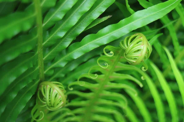 Vibrant Green Young Fern Leaves 포커스와 — 스톡 사진