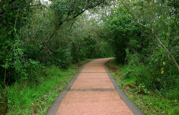 Julgamento Caminhadas Selva Parque Nacional Iguasu Argentina América Sul — Fotografia de Stock