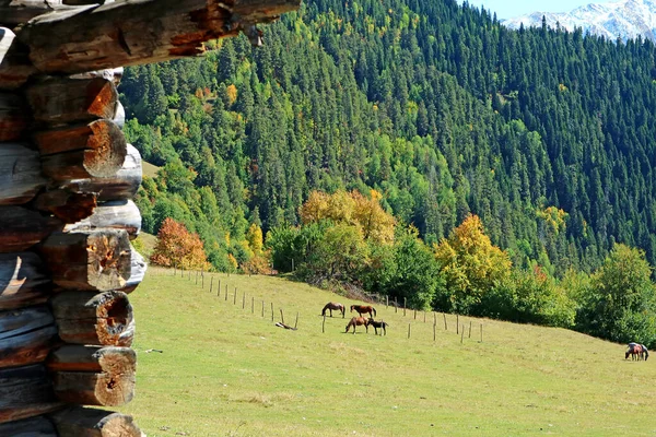 Красивая Горная Ферма Группой Лошадей Пасущихся Лугу Местиа Сванетинская Область — стоковое фото