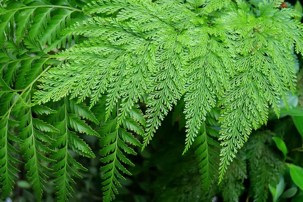 Vibrant Vert Différents Types Magnifiques Fougères Plantes Feuilles Dans Jardin — Photo