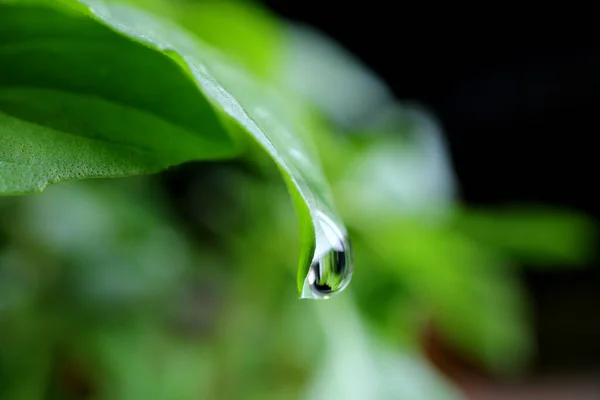 Water Droplet Dripping Green Leaf Tip Macro Shot Blurred Background — стокове фото