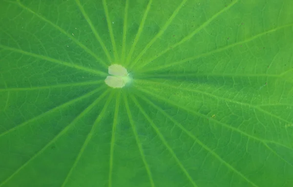 Schönes Muster Einer Lebhaften Grünen Lotusblattoberfläche — Stockfoto