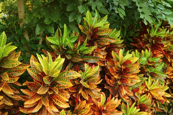 Levendige Color Fire Croton Planten Een Tropische Tuin — Stockfoto