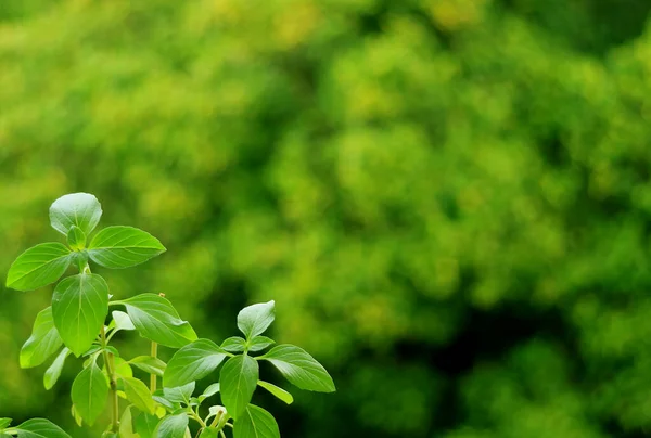 Bulanık Yeşil Yapraklı Tatlı Fesleğen Bitkisi — Stok fotoğraf