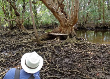 Tayland 'ın Trat Eyaleti' nin mangrov ormanlarındaki muhteşem ağaç köklerinin fotoğraflarını çekiyorlar.