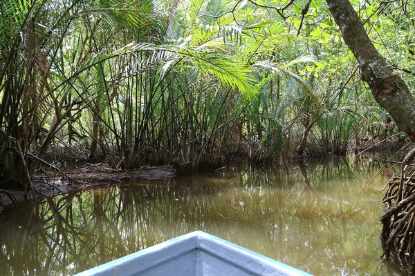 Tayland 'ın Trat eyaletindeki mangrov ormanlarının arasında seyir halindeki bir teknede.