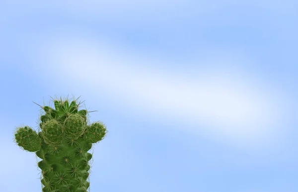 Mini Cactus Verde Cerrado Contra Brillante Cielo Azul Con Espacio — Foto de Stock