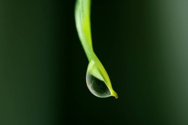 Parlak Yeşil Yaprak Ucundan damlayan Makro Su Damlası Seçici Odaklanma