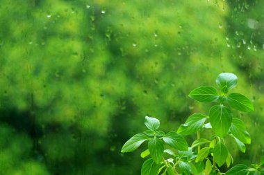 Canlı yeşil fesleğen yaprakları bulanık yeşil yapraklara karşı camdan yağmur damlalarıyla