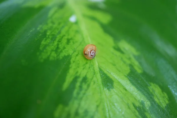 Μικρό Σαλιγκάρι Ξεκουράζεται Στο Πράσινο Φύλλο Που Αναβοσβήνει — Φωτογραφία Αρχείου