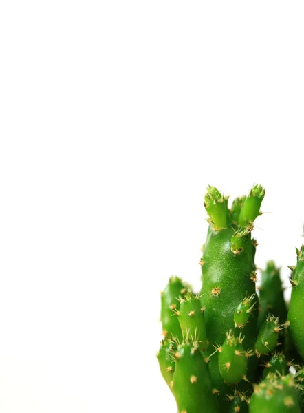 Lezárt Mini Kaktusz Növény Fehér Háttér Függőleges Fotó Szabad Hely — Stock Fotó