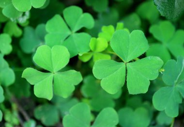 Yakından Vibrant Green Irish Shamrock veya Üç Yapraklı Yoncalar