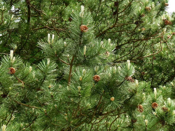 Tiefgrüner Kiefernbaum Mit Vielen Tannenzapfen — Stockfoto