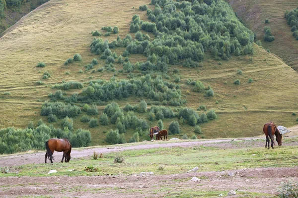 Hästar Och Åsnor Som Betar Kaukasusbergen — Stockfoto
