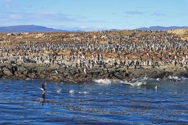 Gran Grupo Cormoranes Isla Rocosa Del Canal Beagle Ushuaia Tierra — Foto de Stock