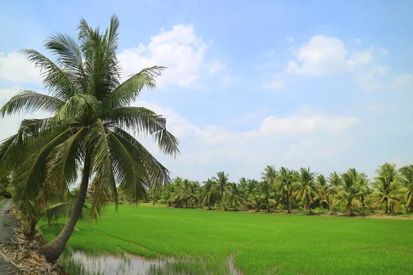 Vibrant Green Paddy Field Coconut Trees Bright Blue Sky Таїланд — стокове фото