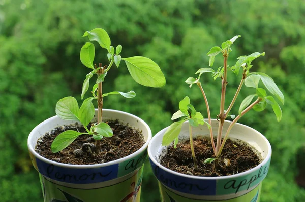 Par Macetas Tailandesas Dulce Albahaca Plantas Jóvenes Creciendo Por Ventana — Foto de Stock