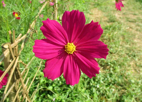 タイの太陽の下で鮮やかなピンク色のコスモスの花を閉じました — ストック写真